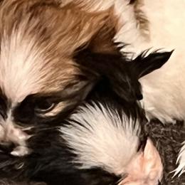 Papillons from Carousel Papillons