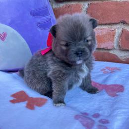 Audi - Blue male Pomeranian puppy in Inola, Oklahoma from My Bella’s Pomeranians