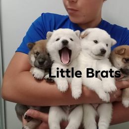 Coming in Aug - Red male Shiba Inu puppy in Colorado Springs, Colorado from Little Brats