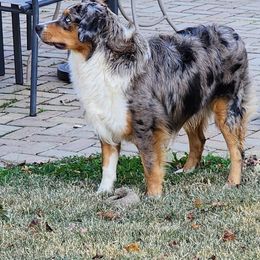 Smokey - Miniature American Shepherd