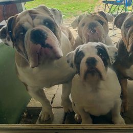 Bulldog Puppies from Pappy's Bullies