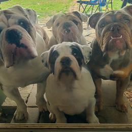 Bulldog Puppies from Pappy's Bullies