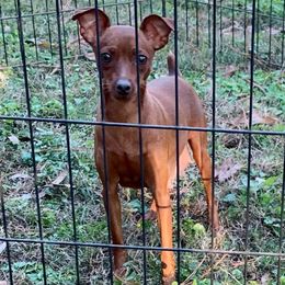 Moxie - Miniature Pinscher
