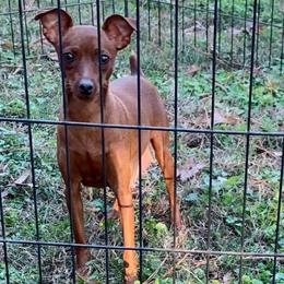 Moxie - Miniature Pinscher