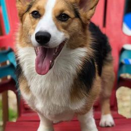 Pembroke Welsh Corgis from Chase's Corgis
