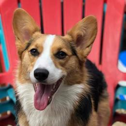 Pembroke Welsh Corgis from Chase's Corgis