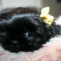 Shih Tzu Puppies from Shih Tzu Kennels
