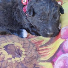 Aussiedoodle and Australian Shepherd Puppies from Barefoot Acres Farm & Aussies