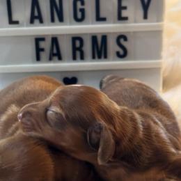 Gage - Dapple male Dachshund puppy in Staley, North Carolina from Langley Farms Dachshunds