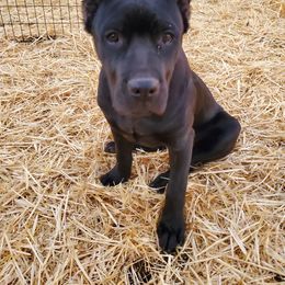 Cane Corso Puppies from True Love Cane Corso