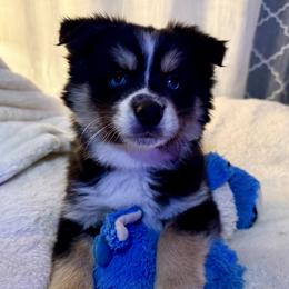 Vernie - Black and white male Pomsky puppy in Wisconsin from Summer's Pomskies