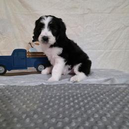 Eve - Black and white female Sheepadoodle puppy in Weatherford, Texas from Oodles of poodles and doodles
