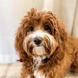 Mae - Goldendoodle