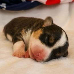 Hot Dog - Black and tan male Pembroke Welsh Corgi puppy in Arcanum, Ohio from Weissway Corgis