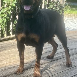 Nova - Rottweiler