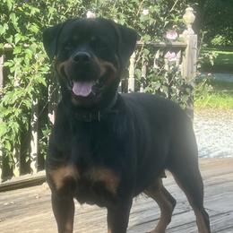 Nova - Rottweiler