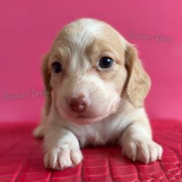 Ballerina Barbie - Cream female Dachshund puppy in Chandler, Arizona from Vonaducci Doxies, LLC.