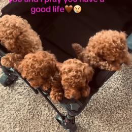 Poodle Puppies from ShesoPoodles