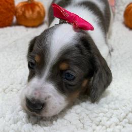 Ember - Dapple female Dachshund puppy in Mansfield, Missouri from Owens Farm