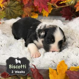 Biscotti - Blue merle male Australian Shepherd puppy in El Dorado Springs, Missouri from OR Aussies