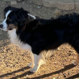 Bravo - Australian Shepherd