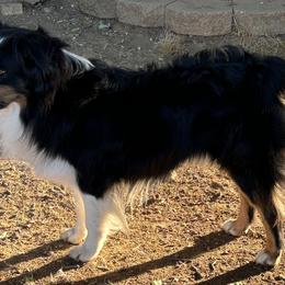 Bravo - Australian Shepherd