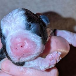 Girl 3 - Black brindle and white female Boston Terrier puppy in Kingsport, Tennessee from Sleepwalker Bostons