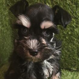 Miniature Schnauzers from Burnett Cove Kennels