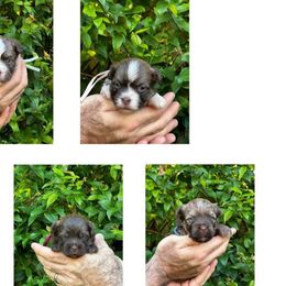 Havanese puppies from Havareese Havanese