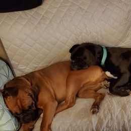 Boxers from Seven Kingdom Boxers