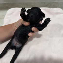 Poodle Puppies from Oodles of poodles LLC.