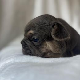Snowball - Blue male French Bulldog puppy in Salisbury, Maryland from 77 Frenchies Maryland
