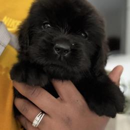 Newfoundland Puppies from Knallhart Kennels