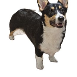 Roux - Pembroke Welsh Corgi