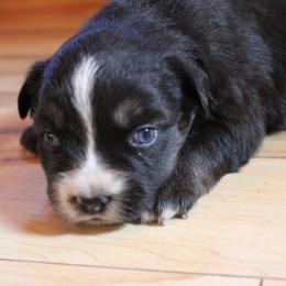 Kraken - Black tri-color female Australian Shepherd puppy in Sonoita, Arizona from Gardner Canyon Kennels