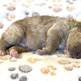 Chandler Green Collar - Apricot male Goldendoodle puppy in Lexington, North Carolina from Deborah’s Doodles