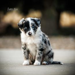 Black Caviar - Blue merle female Miniature American Shepherd puppy in Herriman, Utah from Painted Blue Aussies