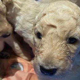 Girl 5 - Poodle puppy from Celebrity Standard Poodles