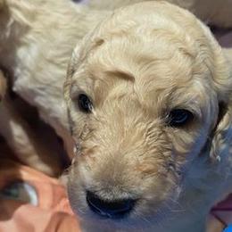 Girl 5 - Poodle puppy from Celebrity Standard Poodles