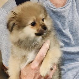 Girl 4 - Cream sable female Pomeranian puppy in Turnersville, New Jersey from MK Exquisite Poms