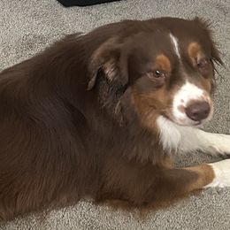 Australian Shepherds from Gemfire Australian Shepherds