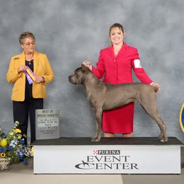 Boxer and Cane Corso Puppies from Soaring Royalty Canines LLC