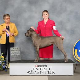 Boxer and Cane Corso Puppies from Soaring Royalty Canines LLC