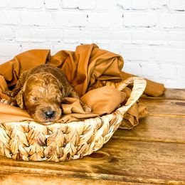 Bernedoodle and Goldendoodle Puppies from Larsen Litters