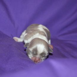 Shih Tzu Puppies from Gypsy Breeze Kennels