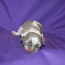 Shih Tzu Puppies from Gypsy Breeze Kennels