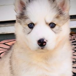 Siberian Huskies from Husky Pups Atlanta