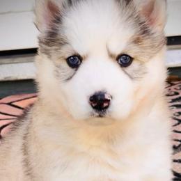 Siberian Huskies from Husky Pups Atlanta