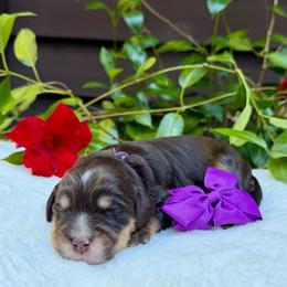 Purple collar - Tri-color female Australian Labradoodle puppy in Mount Gilead, North Carolina from Tillery Labradoodles