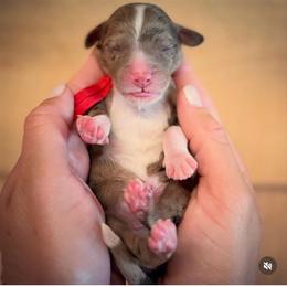 Boy 7 - Merle male Labradoodle puppy in Danville, Indiana from Marley’s Doodle Ranch